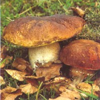 Raccolta funghi (fonte: Comune di Castel del Piano